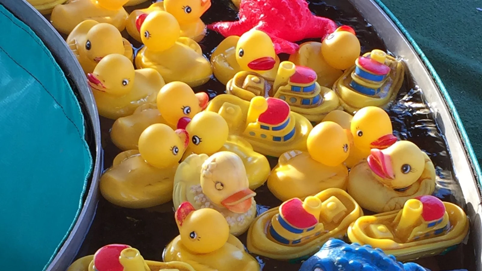 Patos de goma flotan juntos sobre el agua