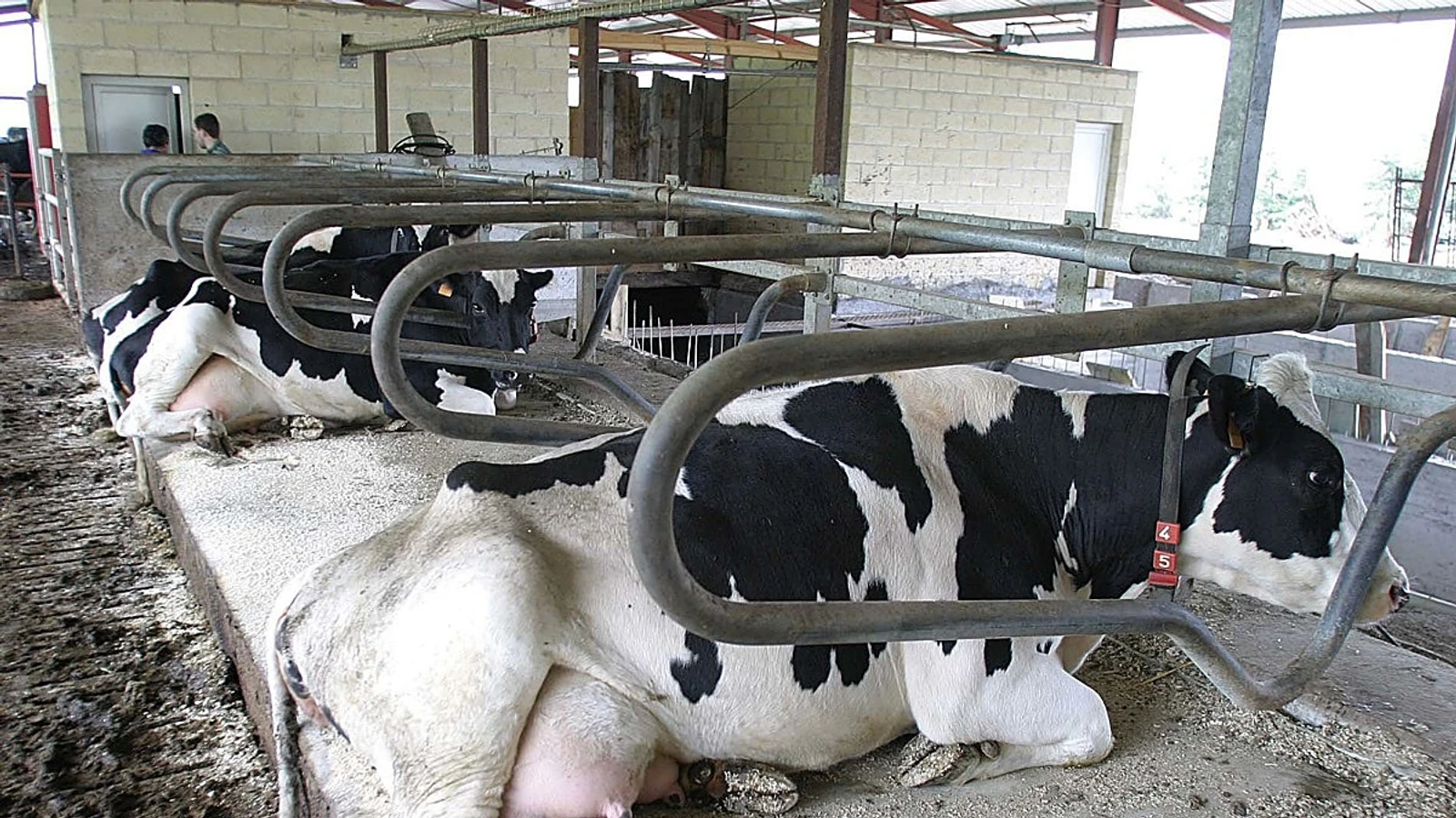 Vacas en una explotación lechera