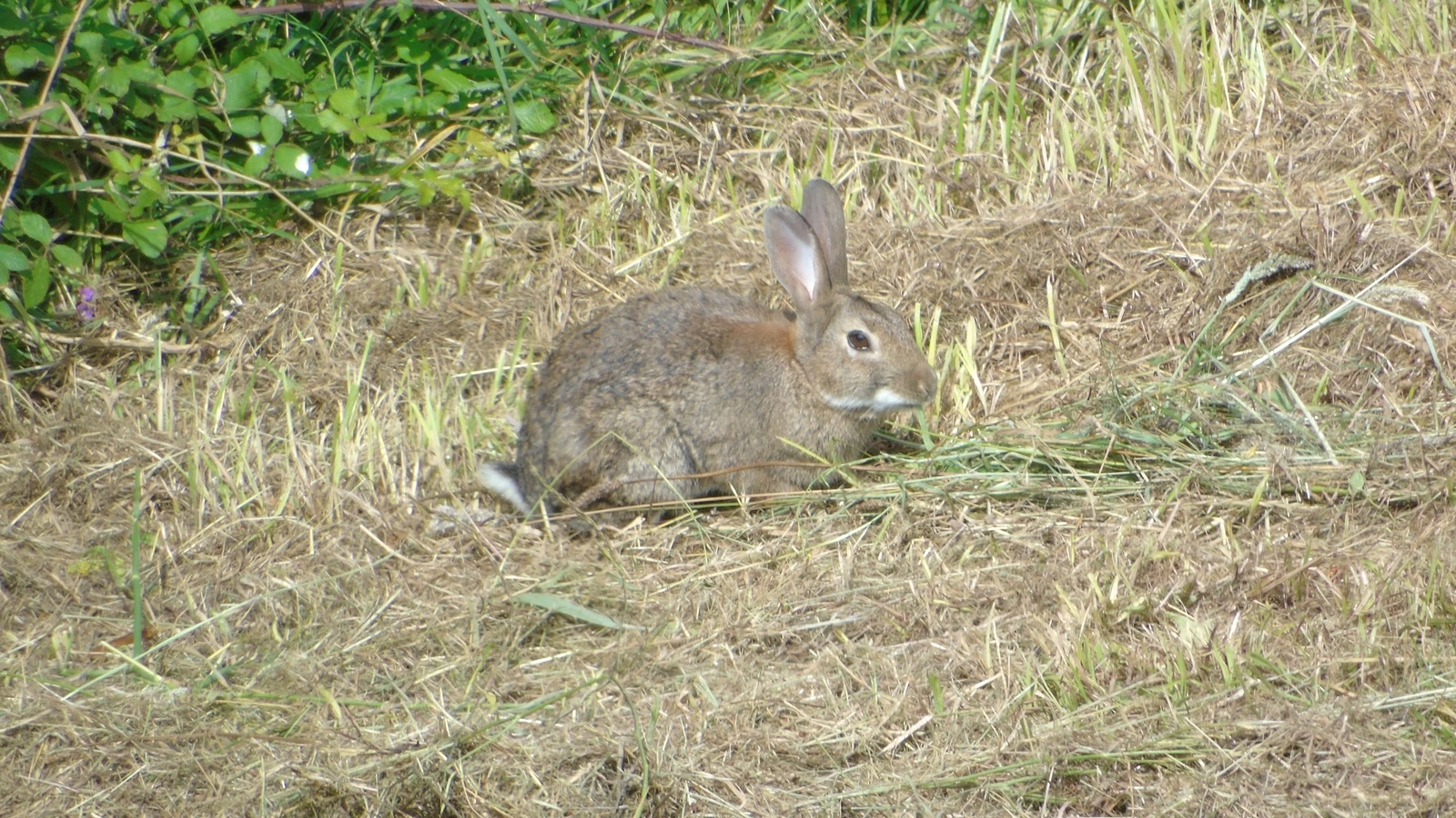 Conejo europeo fotografiado entre la vegetación en el Parque de Bens de A Coruña