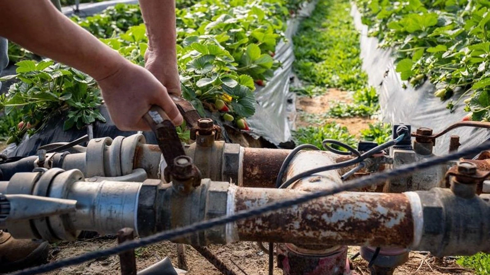 Un agricultor ajusta con una llave las válvulas de una instalación de riego junto a un cultivo.