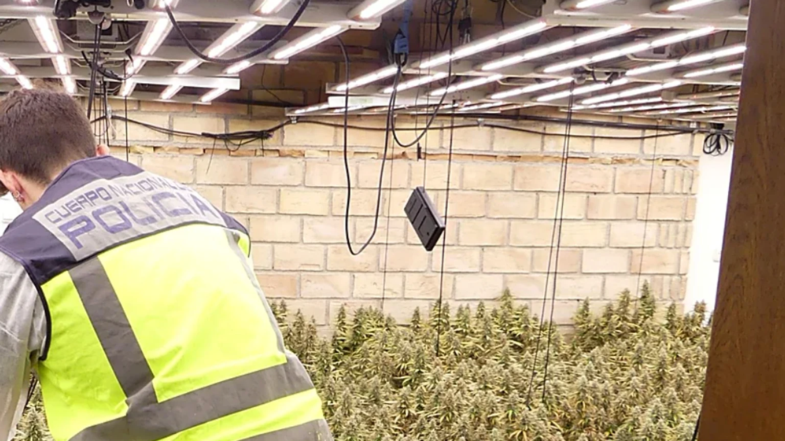 Agente de la Policía Nacional revisa una plantación de marihuana en una vivienda de Molina de Segura