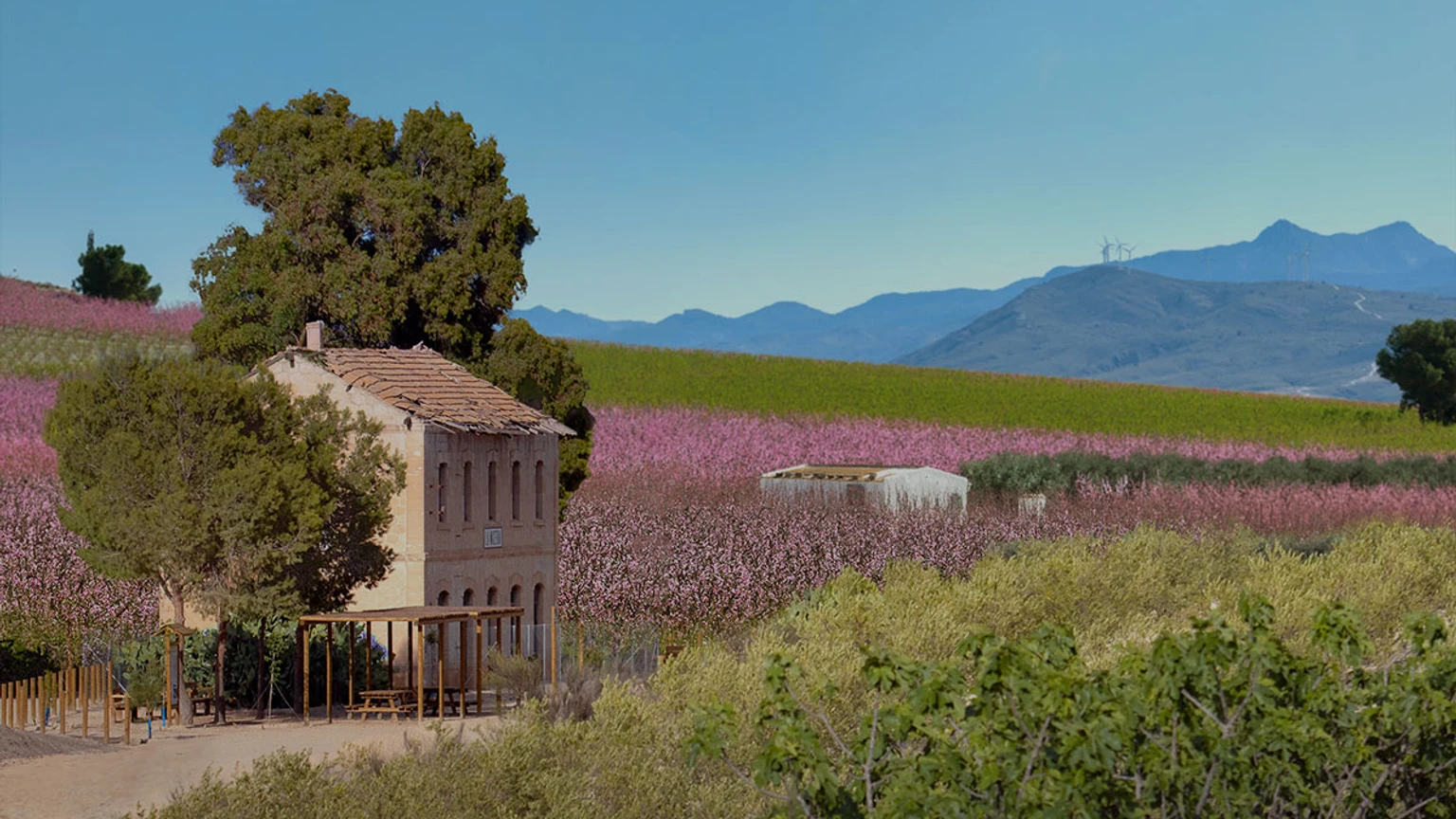 Campos de frutales en flor en Cieza con montañas al fondo
