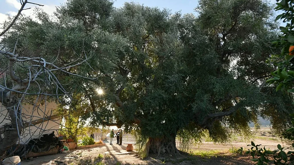 El enorme y anciano Acebuche del Ríos, situado junto a la Cañada Real de los Cabañiles en